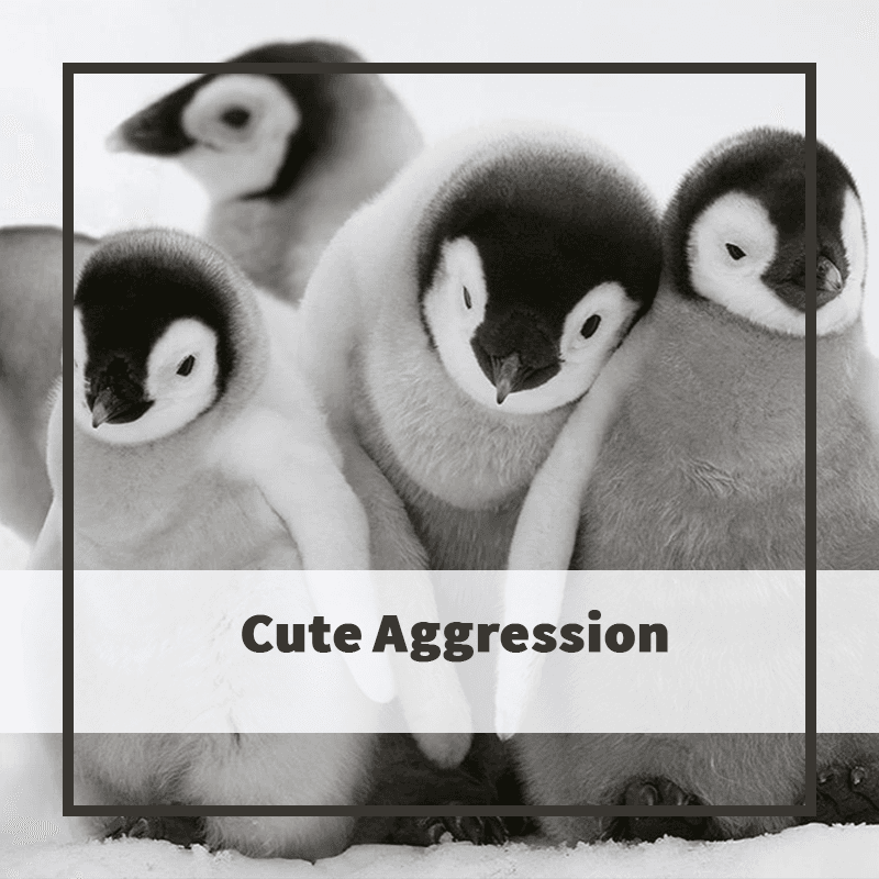 EEG و سیگنال Cute Aggression